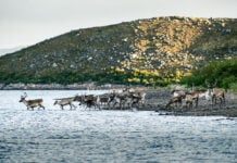 a herd of caribou venture into the water in a landscape of northern tundra