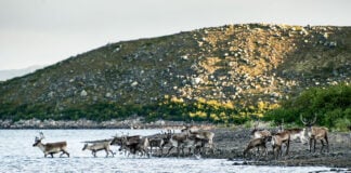 a herd of caribou venture into the water in a landscape of northern tundra