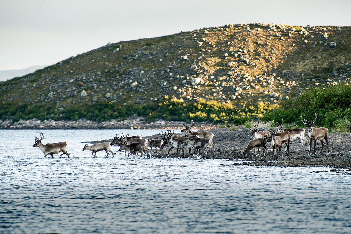 a herd of caribou venture into the water in a landscape of northern tundra