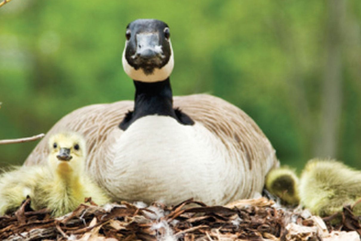 Canada goose on nest with young