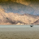 a whale tail breaches the water while a camera is watching in Baja Mexico