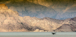 a whale tail breaches the water while a camera is watching in Baja Mexico