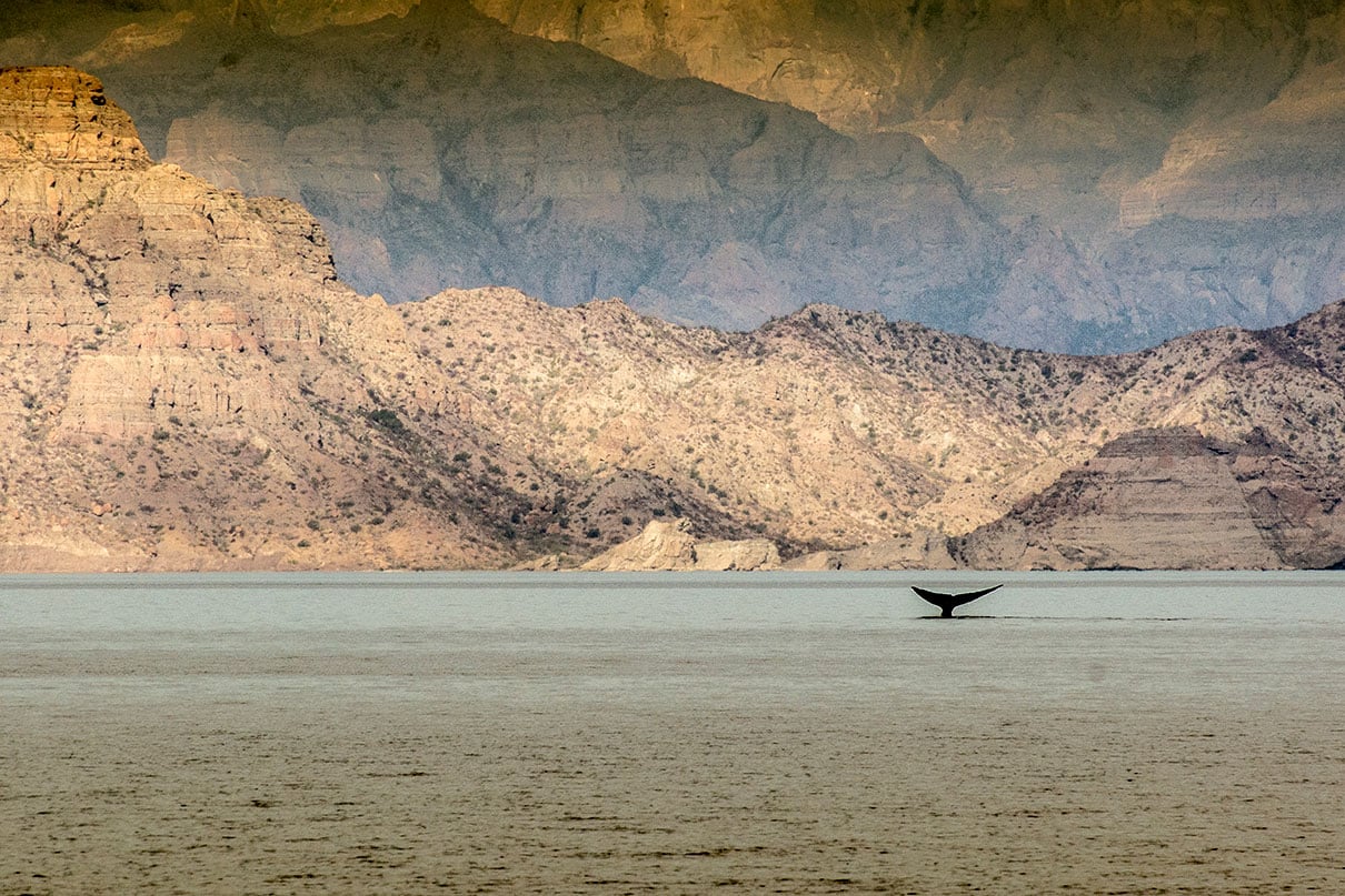 a whale tail breaches the water while a camera is watching in Baja Mexico