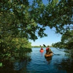 two people paddle out of a mangrove tunnel in Southwest Florida
