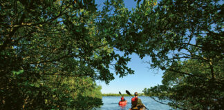 two people paddle out of a mangrove tunnel in Southwest Florida