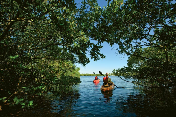 two people paddle out of a mangrove tunnel in Southwest Florida