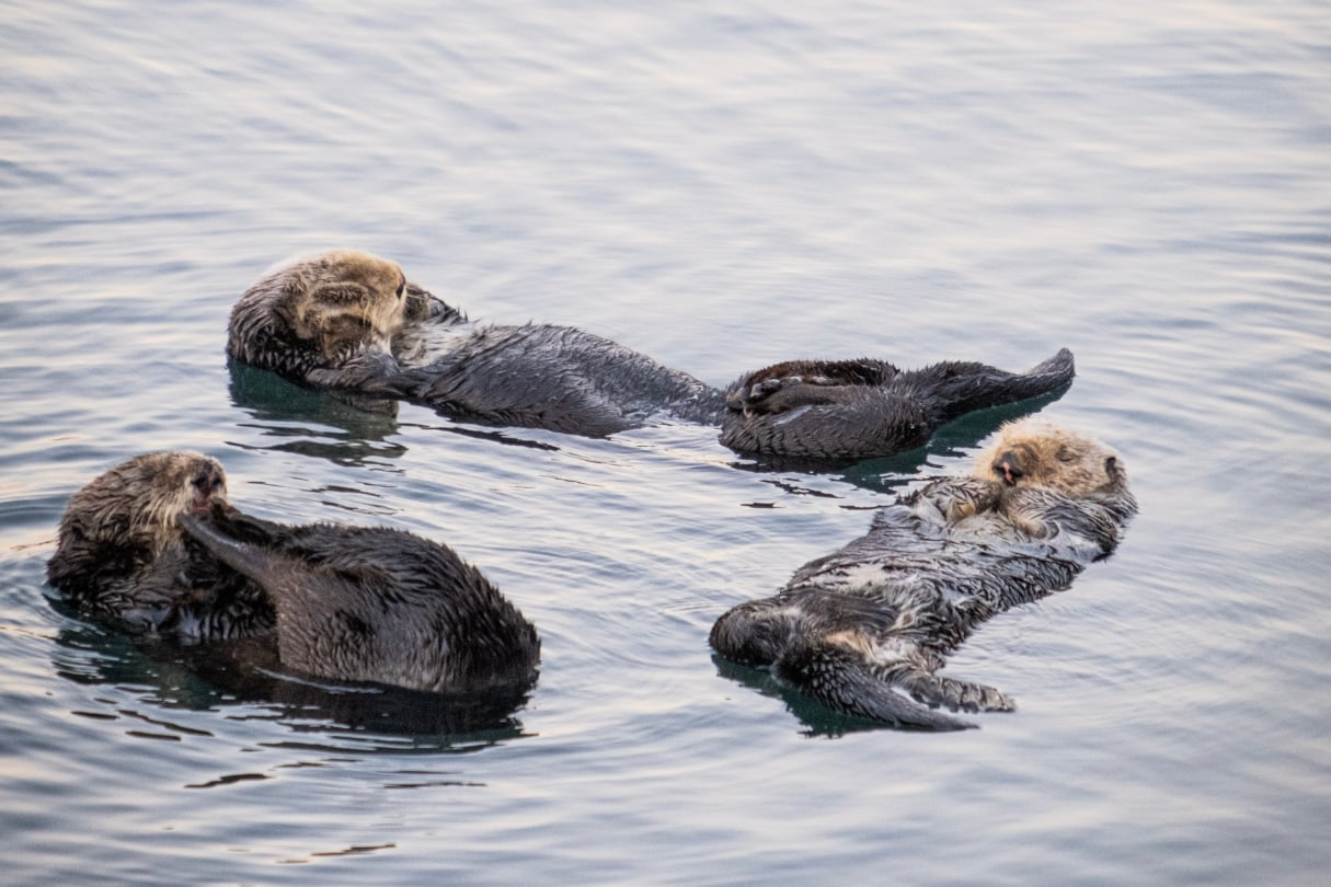 Sea otters floating off the coast of Haida Gwaii.