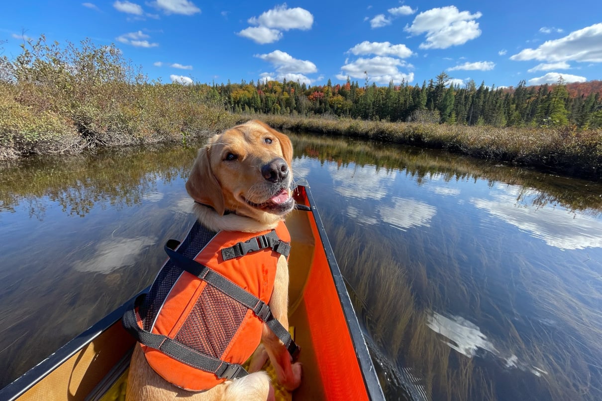 Happy dog in a canoe.