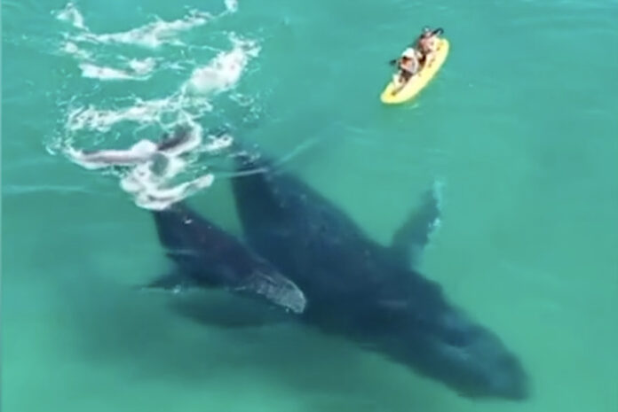 Whales swim up to kayak in Australia
