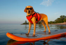 a dog stands on a paddleboard while wearing sunglasses and a pet PFD