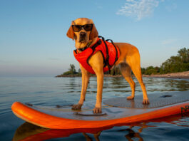 a dog stands on a paddleboard while wearing sunglasses and a pet PFD