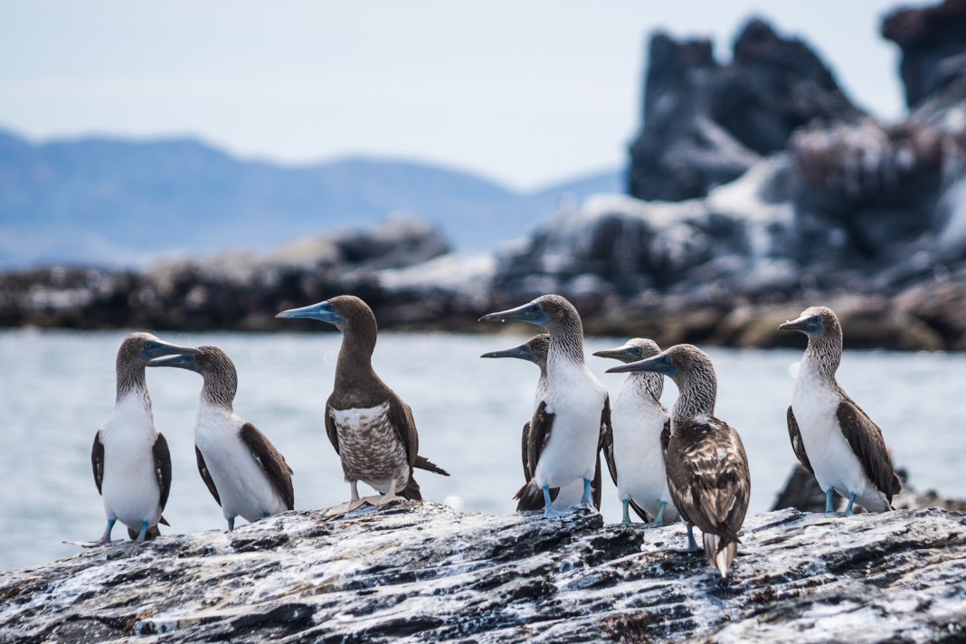 Blue Footed Boobies credit Visit Baja Sur