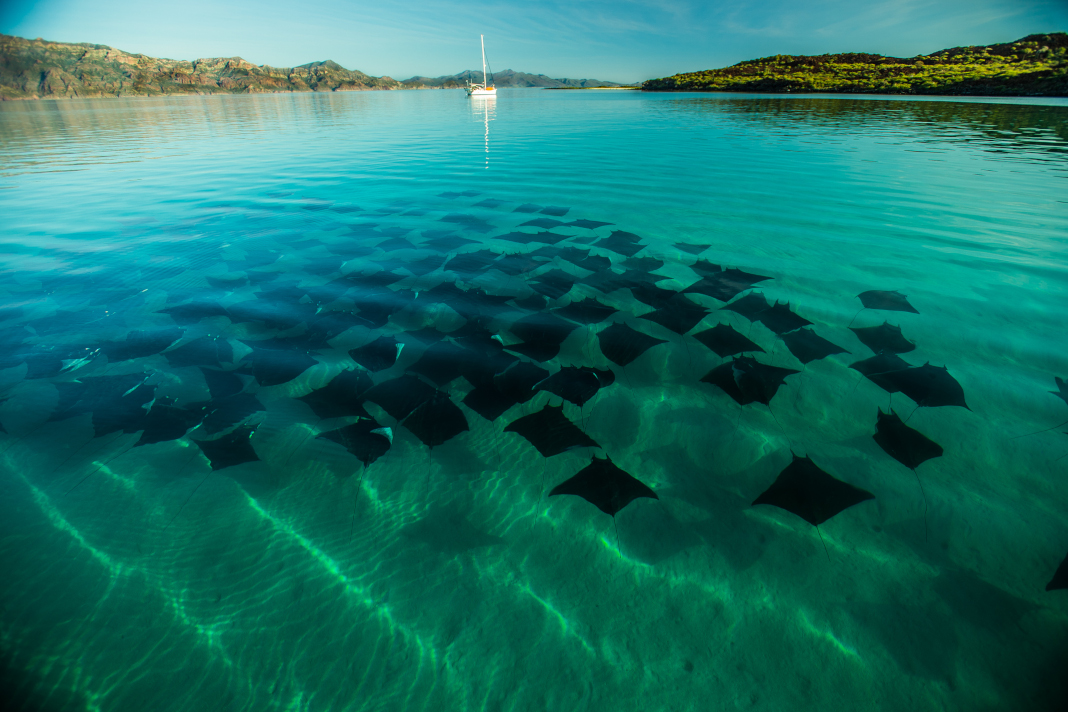 Mobula rays in Baja Sur.