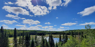 sunny view of the forest and water in Voyageurs National Park