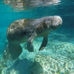a manatee swims underwater at Three Sisters Springs in Florida