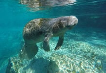 a manatee swims underwater at Three Sisters Springs in Florida