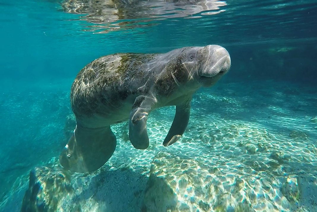 a manatee swims underwater at Three Sisters Springs in Florida