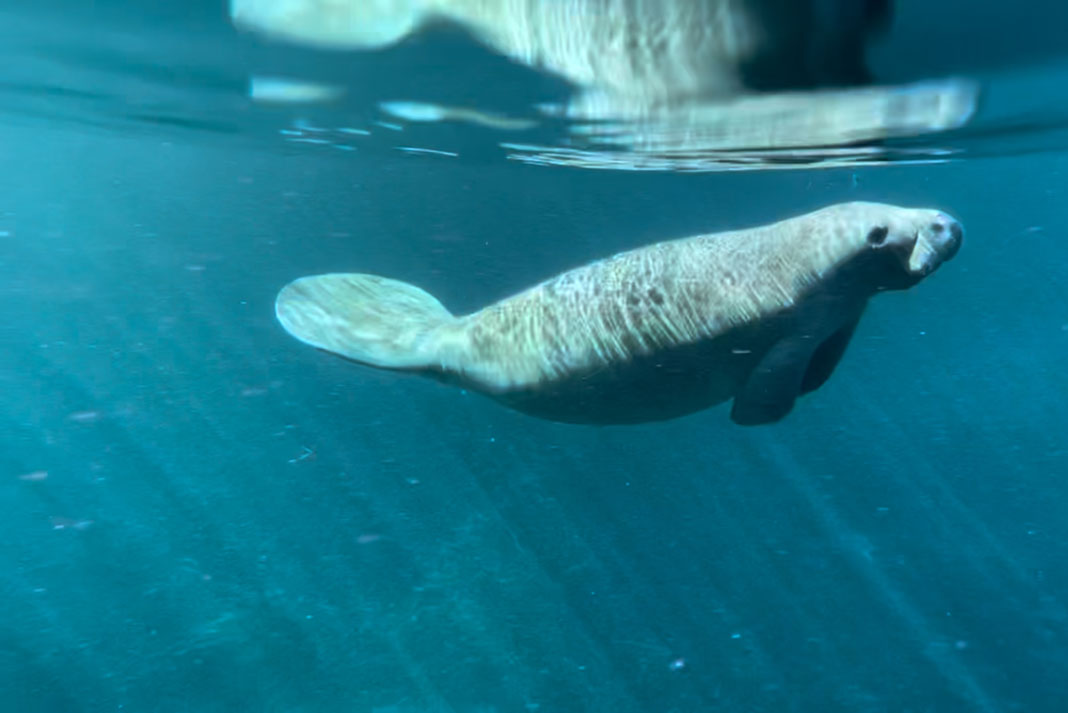 underwater photo of a manatee swimming at Silver Springs in Florida