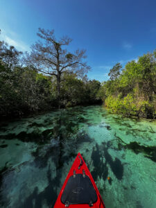 POV shot from paddleboarder paddling with manatees