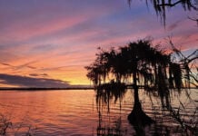 sunset view of Florida coast with trees and hanging moss silhouetted