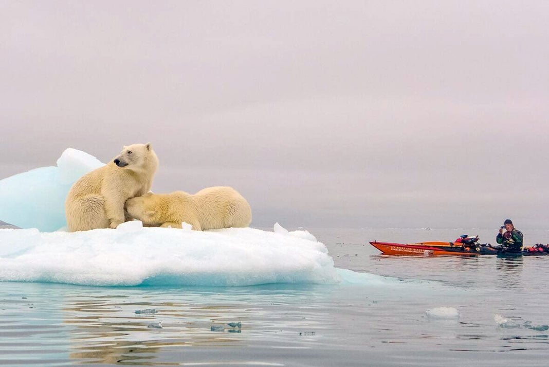 expedition kayakers photograph a pair of polar bears on a small iceberg