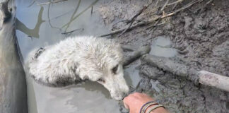 Canoer Tom Hudson from New Zealand saves dog on the Saskatchewan River.