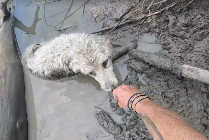 Canoer Tom Hudson from New Zealand saves dog on the Saskatchewan River.