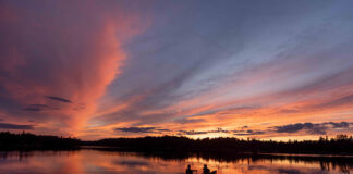 canoeists paddle at dawn, searching for moose while researching their population decline