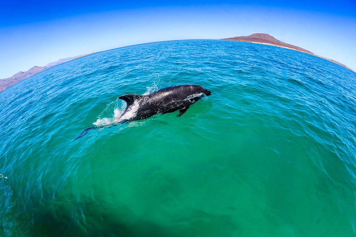 dolphin swims alongside boat in jewel-like waters