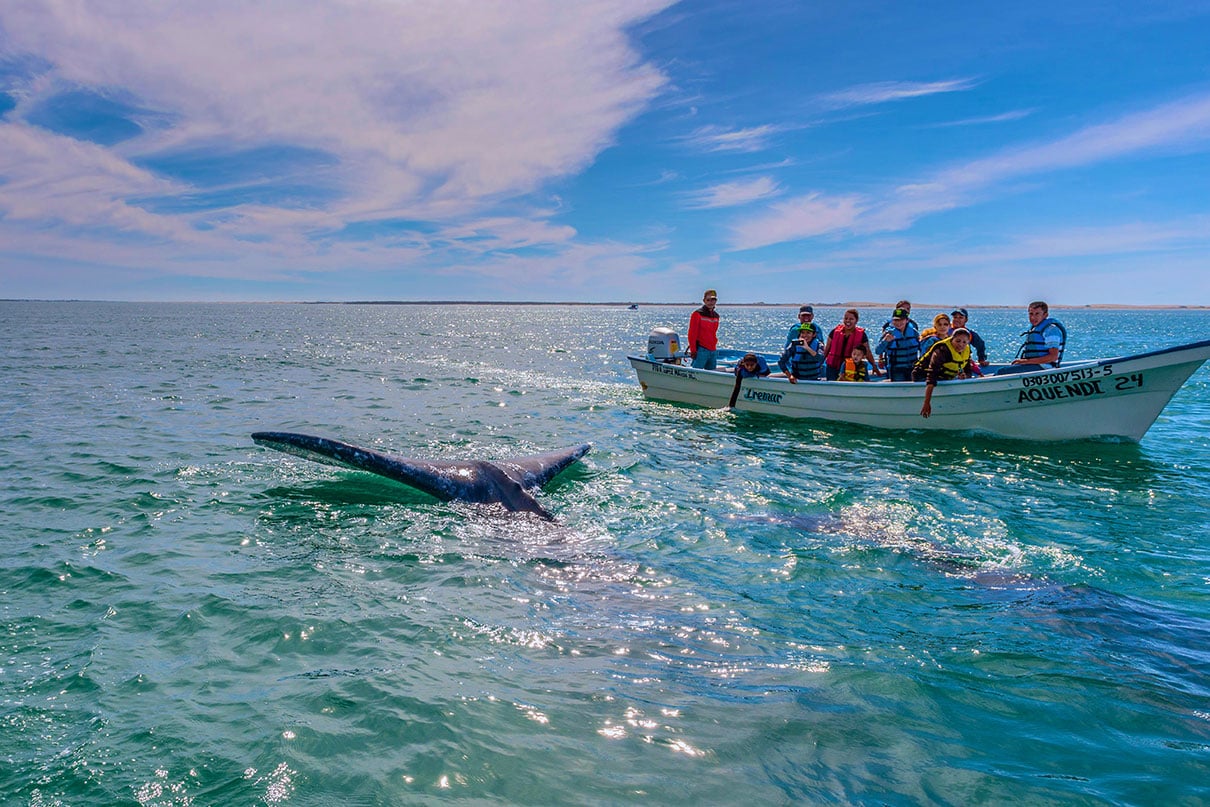 group of tourists whale watching on a motorized boat in Baja, Mexico with a blue whale surfacing right beside them