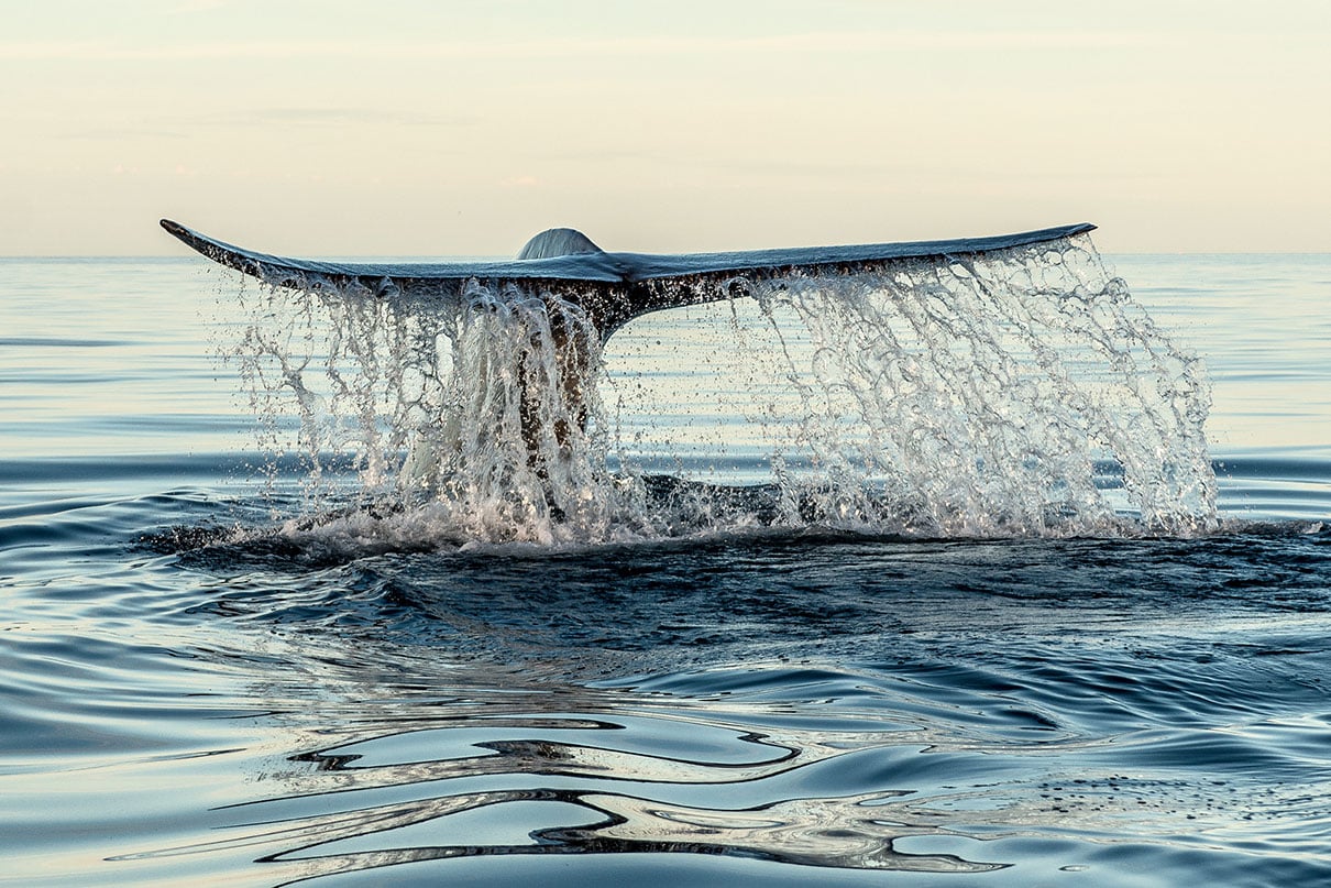 whale tale breaching in the ocean