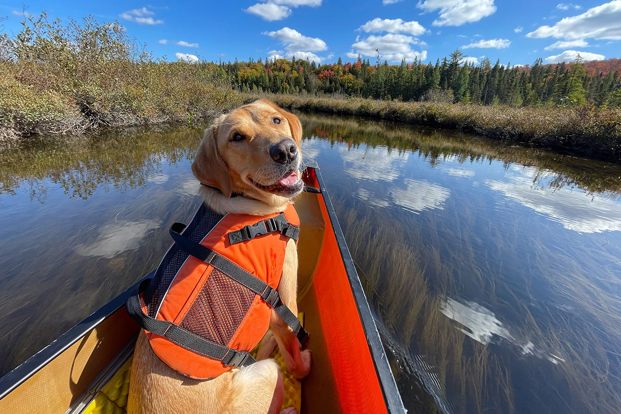 dog wearing life jacket smiles at the camera while sitting in the bow of a canoe during a wilderness trip