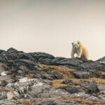 Expedition Torngat A polar bear tastes the air when he sees us, trying to get our scent