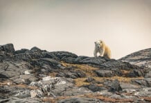 A polar bear tastes the air when he sees us, trying to get our scent