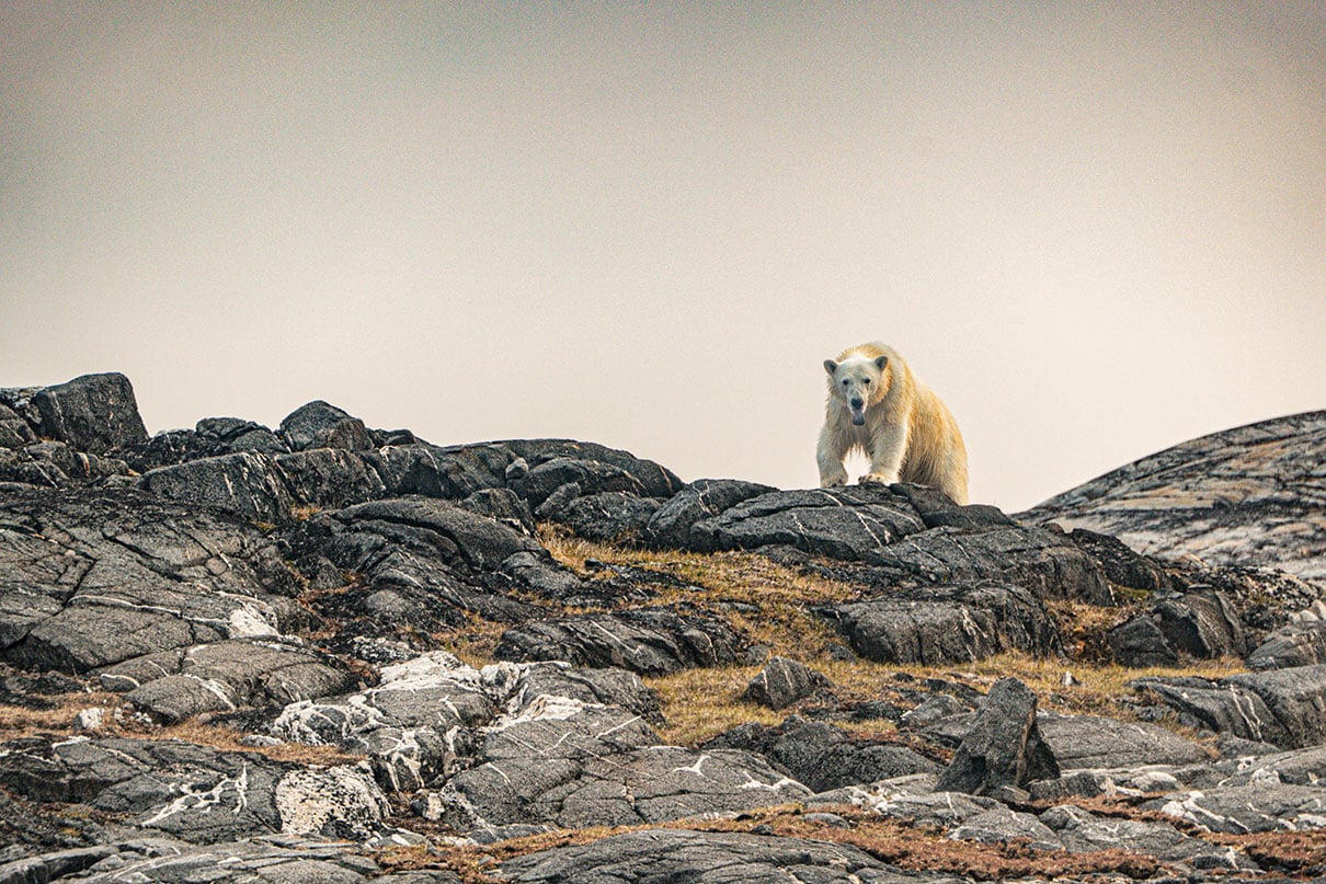 A polar bear tastes the air when he sees us, trying to get our scent