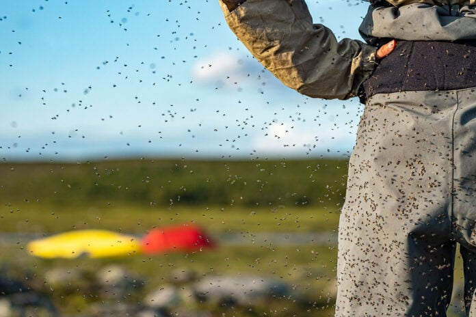 person stands in drysuit with hands on hips while swarmed by blackflies with northern landscape and blurry canoes in background