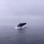 whale nearly crushes kayaker Tom Mustill