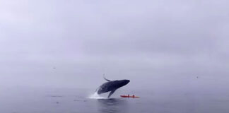 whale nearly crushes kayaker Tom Mustill