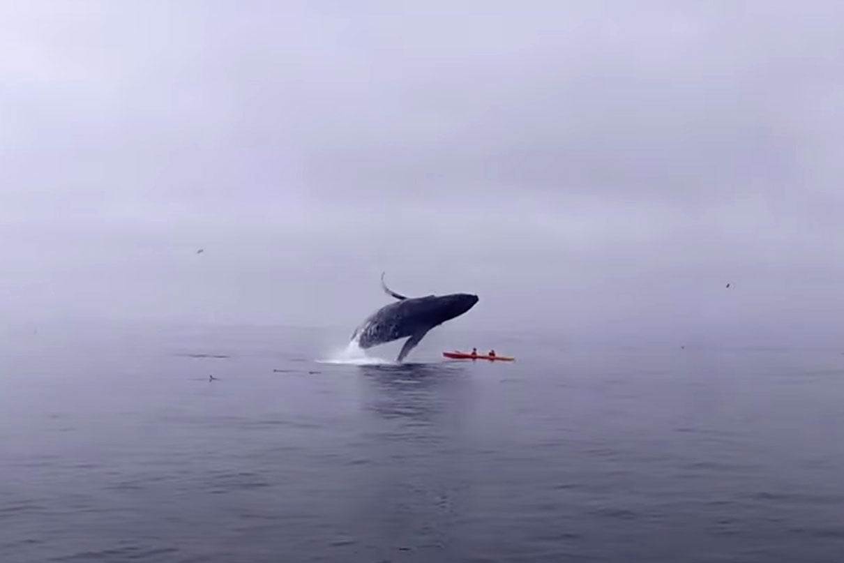 whale nearly crushes kayaker Tom Mustill