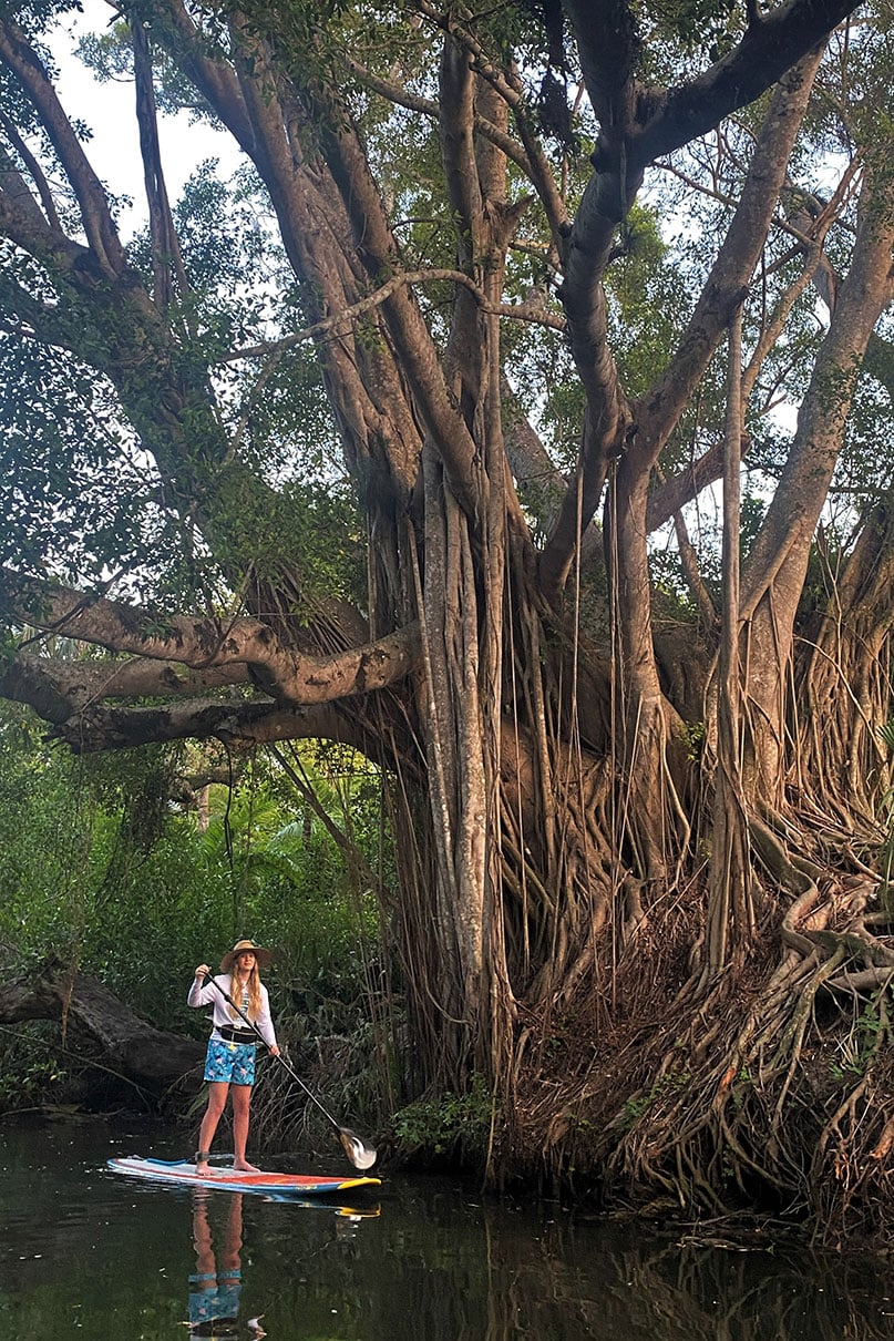 young woman stands on paddleboard beside a large mangrove tree in Southwest Florida