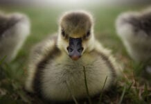 close-up photo of a gosling