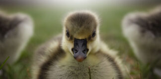 close-up photo of a gosling