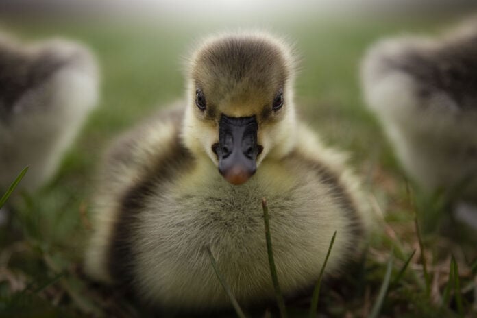 close-up photo of a gosling