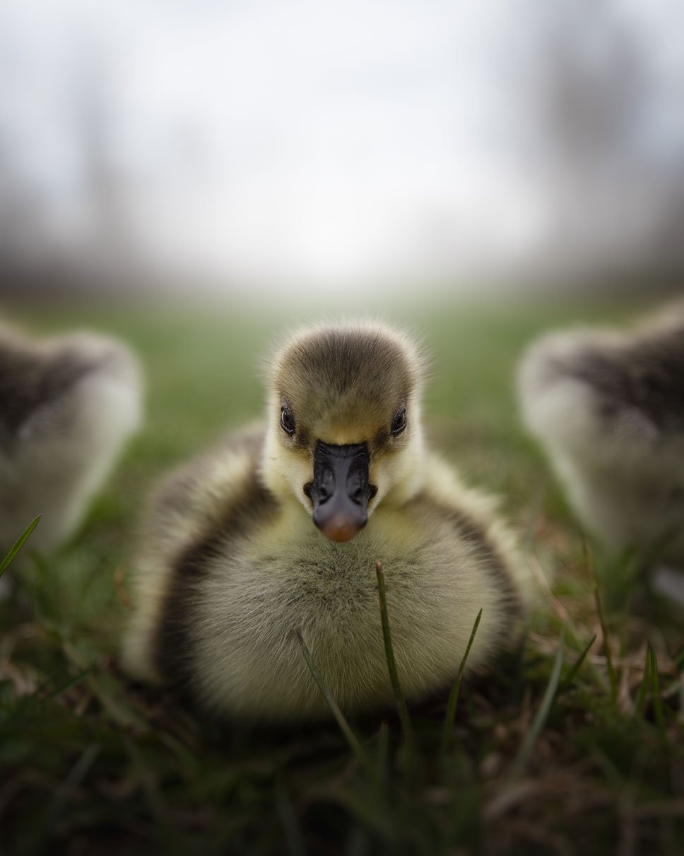 close-up photo of a gosling