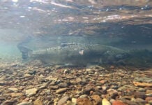 Salmon return to the Oregon waters of the newly undamed and free flowing Klamath River for the first time in 100 years