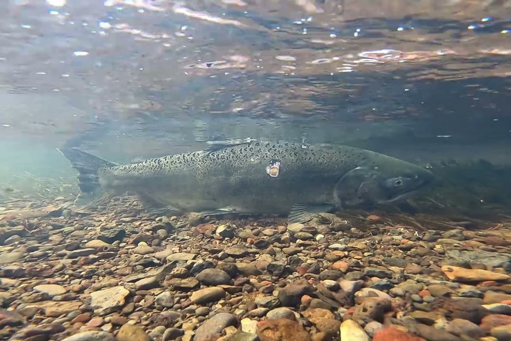 Salmon return to the Oregon waters of the newly undamed and free flowing Klamath River for the first time in 100 years