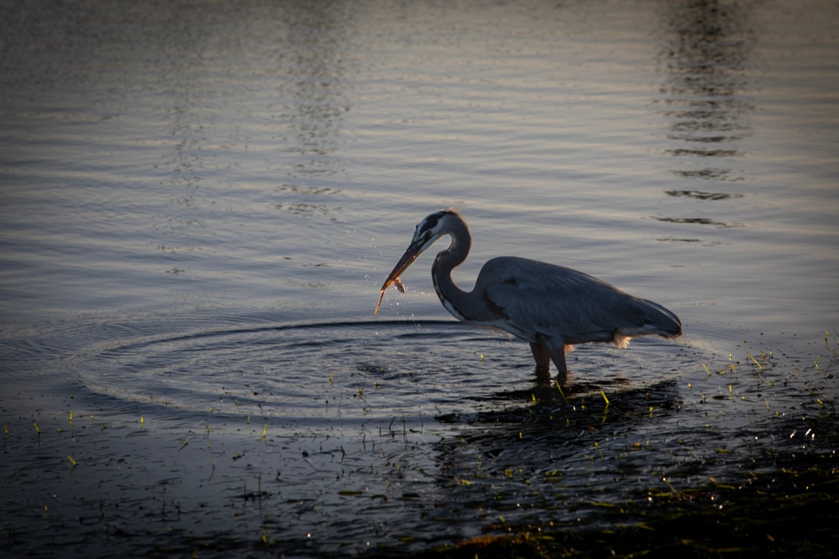 A wading heron.