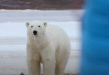 Encounter with a polar bear why kayaking in Greenland