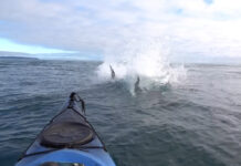 A bluefin tuna cuts through the water toward a kayaker