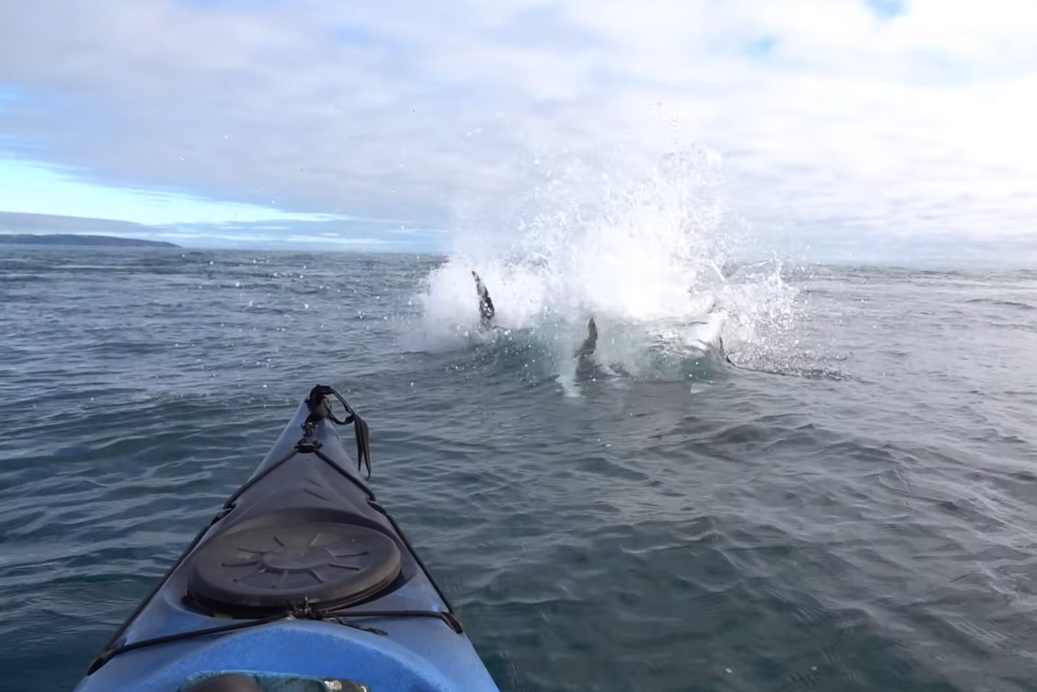 A bluefin tuna cuts through the water toward a kayaker